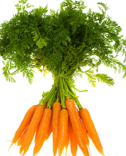 秋日食養(yǎng)正當(dāng)時 聚焦時令蔬菜與茶葉種植的養(yǎng)生智慧