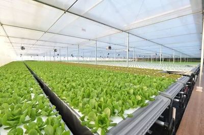 年產(chǎn)19茬蔬菜的工廠到底有多“恐怖”？全面揭秘京東植物工廠