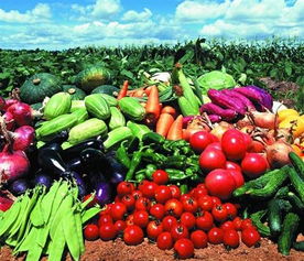 福永、沙井及深圳地區(qū)的農(nóng)產(chǎn)品與綠植服務(wù)概覽 蔬菜配送、批發(fā)與苗木供應(yīng)