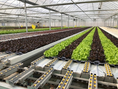 孫橋農(nóng)業(yè)智能化蔬菜工廠建設(shè)圓滿完工，苗木產(chǎn)業(yè)邁向新紀(jì)元